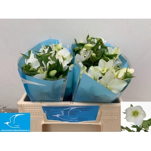 HELL OR QUEENS WHITE