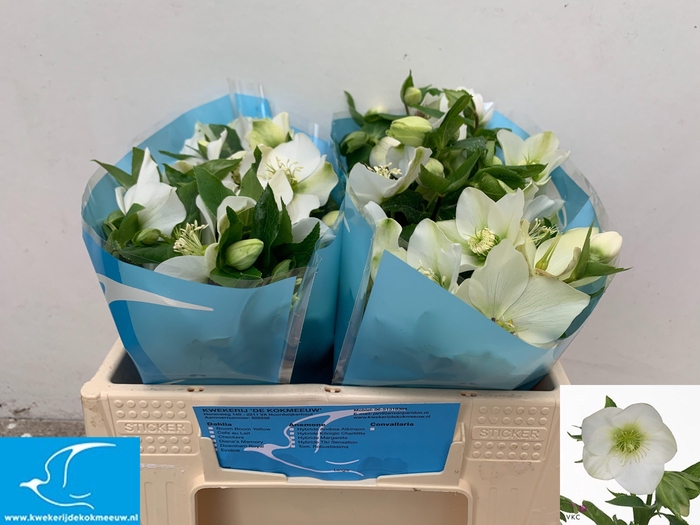 <h4>HELL OR QUEENS WHITE</h4>