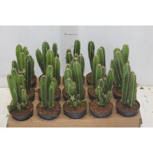 CACTUS ACANTHOCEREUS TETRAGONUS P09