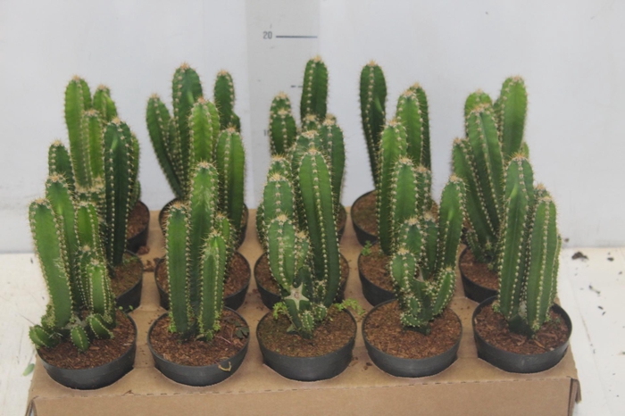 <h4>CACTUS ACANTHOCEREUS TETRAGONUS P09</h4>