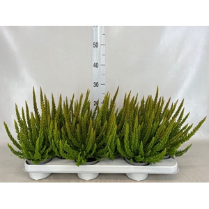 Calluna vulg. 'Skyline Pretoria'