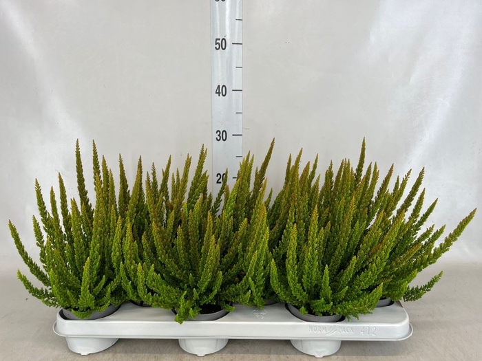 <h4>Calluna vulg. 'Skyline Pretoria'</h4>