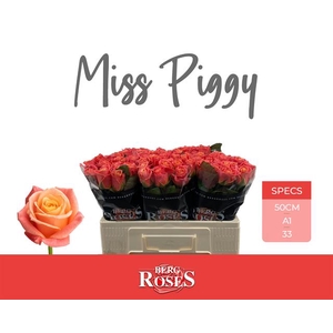 R Gr Miss Piggy+