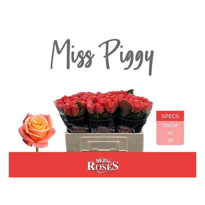 <h4>R Gr Miss Piggy+</h4>