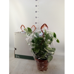 Pilea glaucophylla