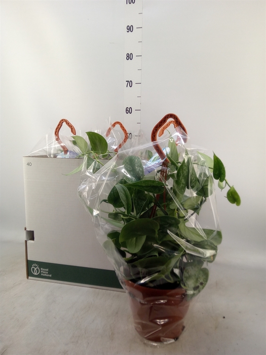 <h4>Pilea glaucophylla</h4>