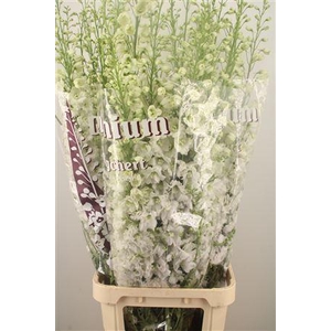Delph El Dewi Impressive White
