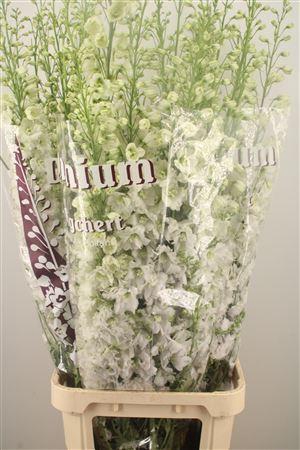 <h4>Delph El Dewi Impressive White</h4>