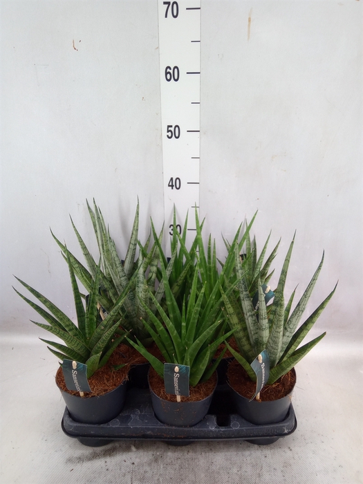 Sansevieria   ...