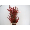 AUTUMN BERRY 160CM