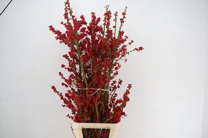 AUTUMN BERRY 160CM