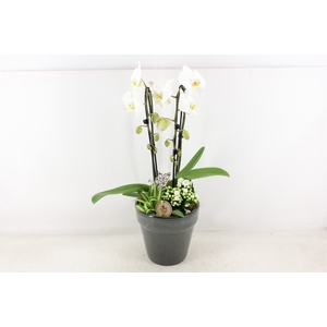 arr2 PL - Ker. glazed antra. pot Phal.