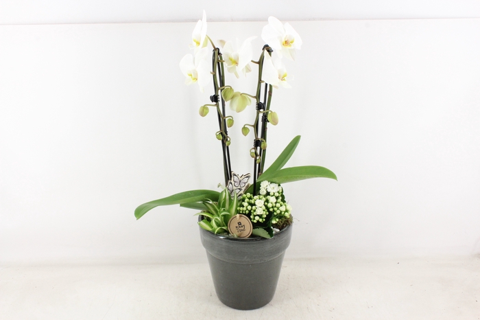 <h4>arr2 PL - Ker. glazed antra. pot Phal.</h4>