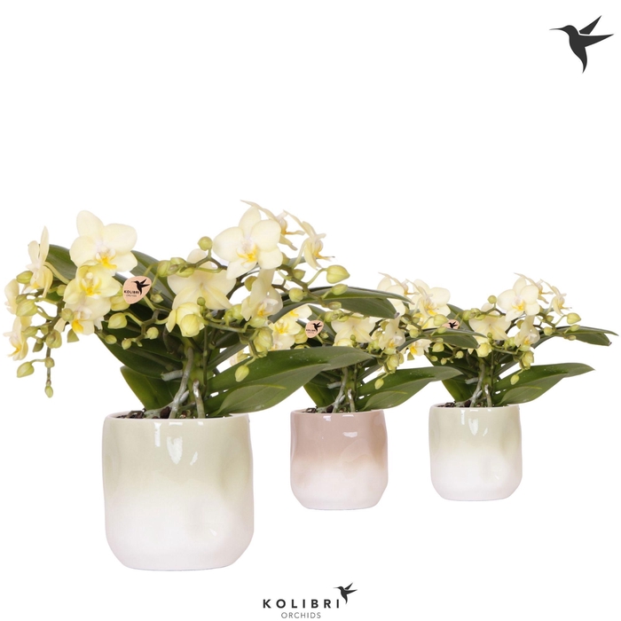 <h4>Kolibri Orchids Phalaenopsis Botanic yellow 4 spike in Gradience pot sand mix</h4>