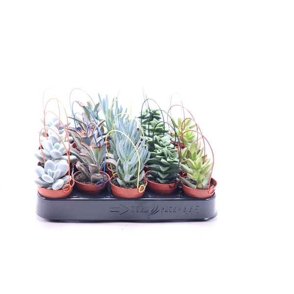 <h4>Succulent 5,5 cm met gekleurde boog</h4>