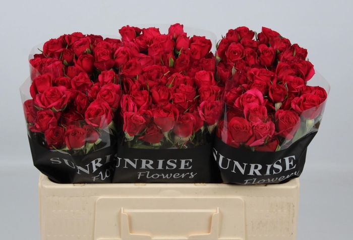 <h4>R TR QUINCY</h4>