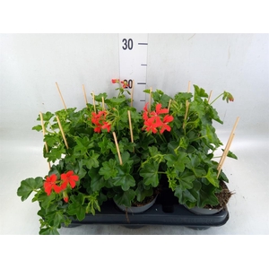 Pelargonium pelt. 'Balkon Rood'