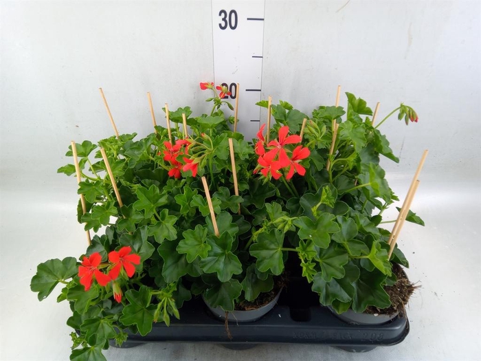 <h4>Pelargonium pelt. 'Balkon Rood'</h4>