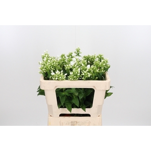 Phlox P Danielle