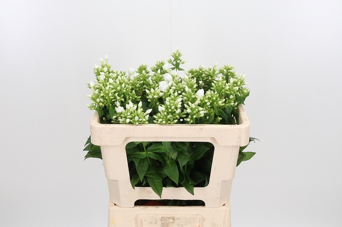 <h4>Phlox P Danielle</h4>