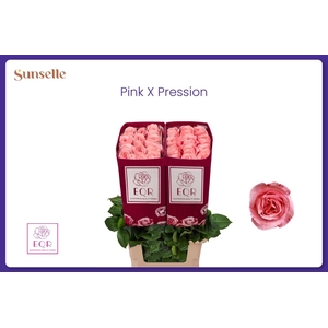 R GR PINK X-PRESSION