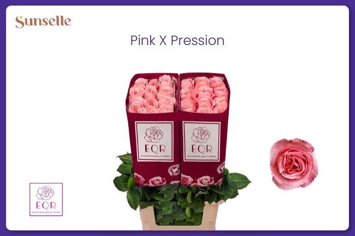 <h4>R GR PINK X-PRESSION</h4>