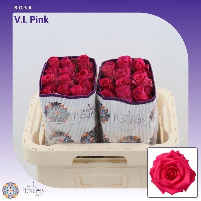 <h4>R GR VIPINK</h4>