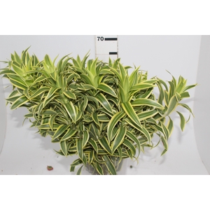 FOLHAGEM DRACENA PLEOMELE VARIEGATA