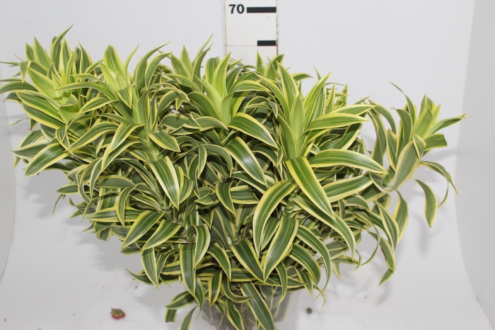 <h4>FOLHAGEM DRACENA PLEOMELE VARIEGATA</h4>
