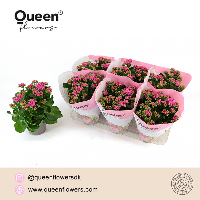 <h4>Kalanchoe Augusta Paars P14 Queen</h4>