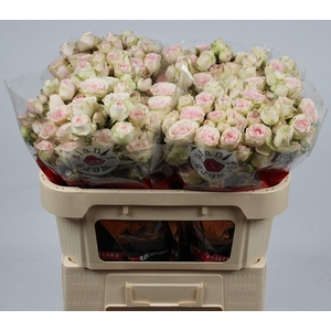R TR SWEET BLOSSOMS