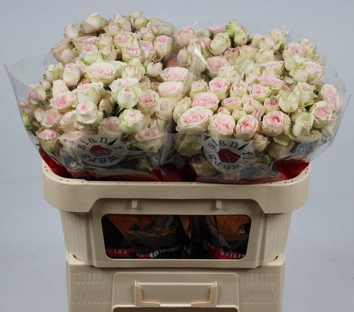 <h4>R TR SWEET BLOSSOMS</h4>