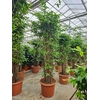 Dracaena surculosa