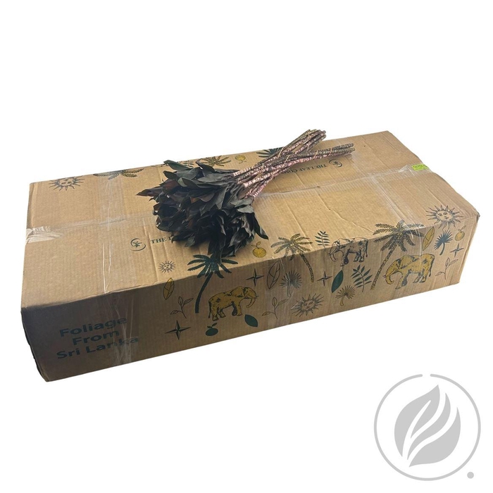 Cordyline Compacta Purple 52cm Doos