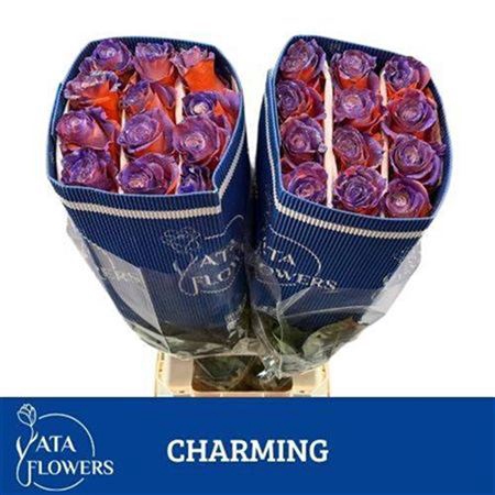 <h4>R Gr Charming Ec</h4>