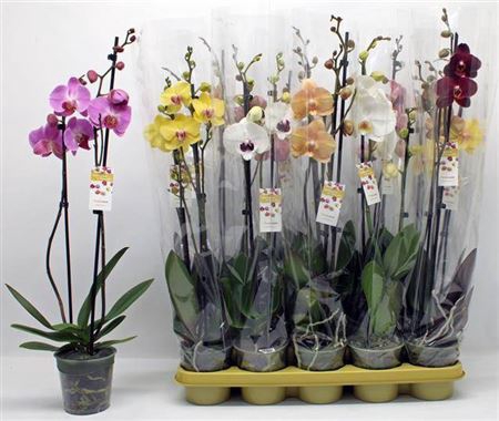 <h4>Phal Gem 2 Branches 16+ 60% Vertak</h4>