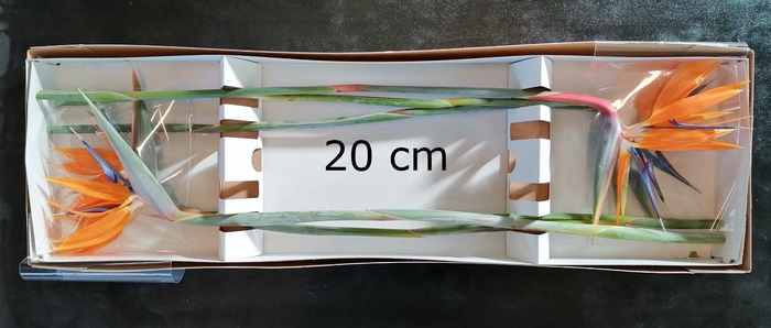 <h4>STREL REGINAE BLOEM</h4>