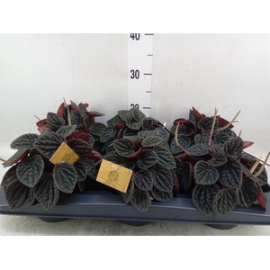 Peperomia
