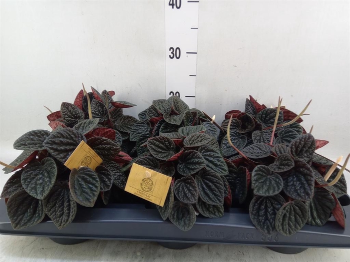 <h4>Peperomia</h4>