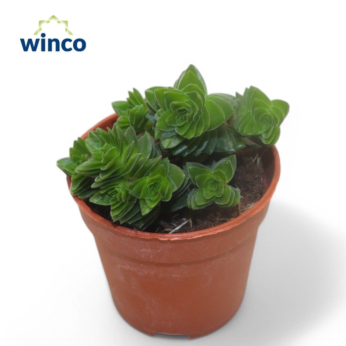 <h4>Crassula Estagnol</h4>