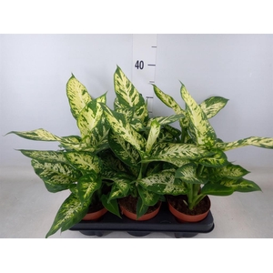 Dieffenbachia  'Sublime'