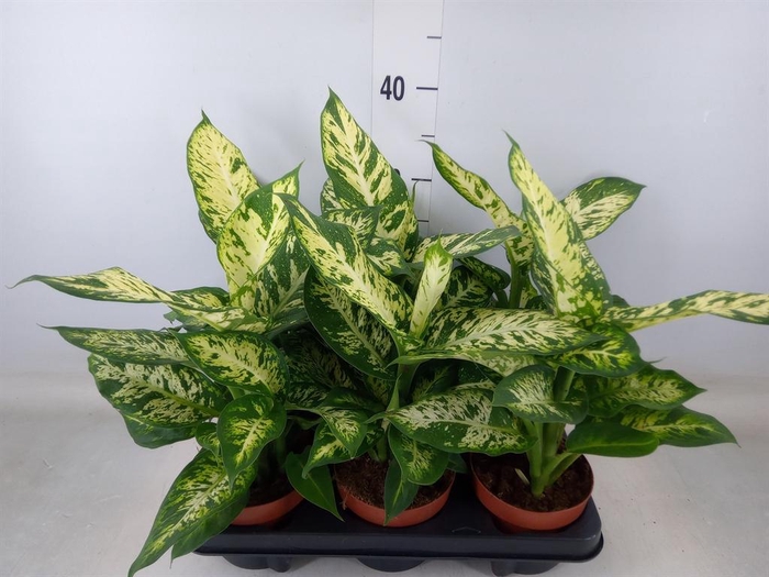 <h4>Dieffenbachia 'Sublime'</h4>