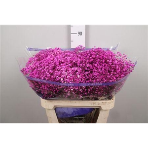 Gypsophila   ...colored  H%