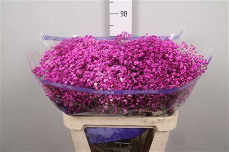 <h4>Gypsophila   ...colored  H%</h4>