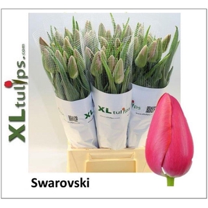 Tulipa fre si swarovski