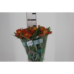 ALSTROEMERIA TROPICANA 080 CM