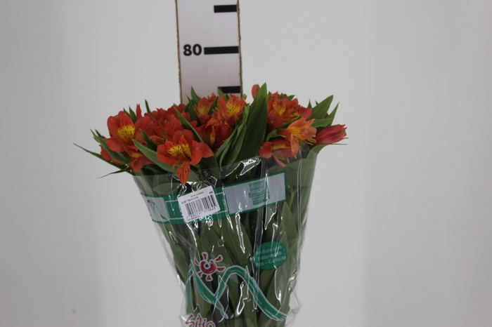 <h4>ALSTROEMERIA TROPICANA 080 CM</h4>