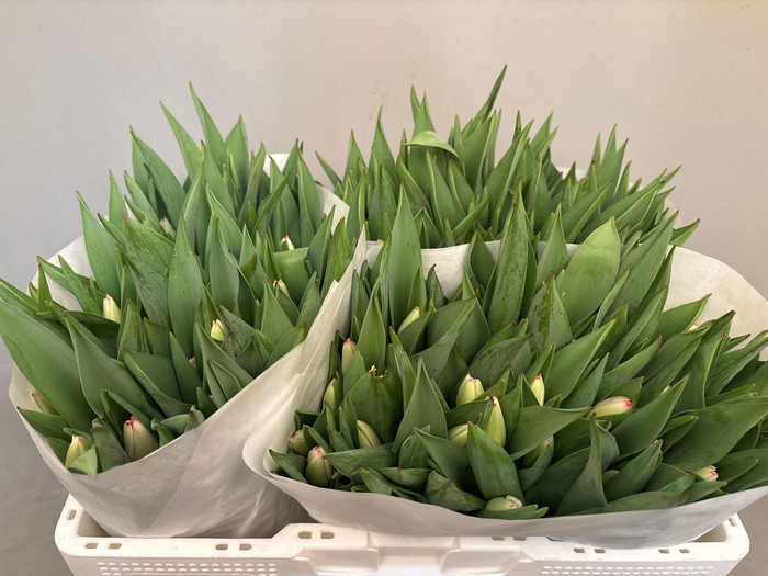 <h4>TU EN SUPERMODEL</h4>