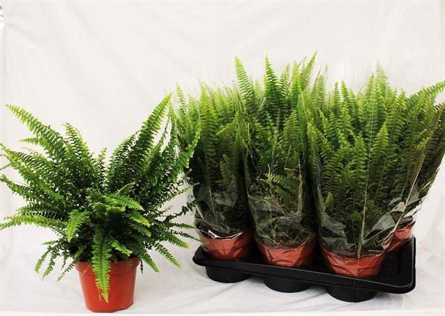 <h4>Nephrolepis exal. 'Green Lady'</h4>