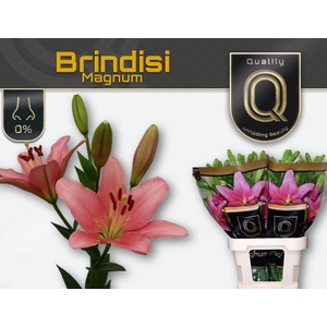 Lilium LA Brindisi